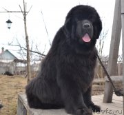 Превью фото № 122660