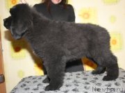 Превью фото № 122693