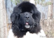 Превью фото № 122711