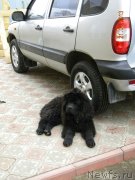 Превью фото № 122722