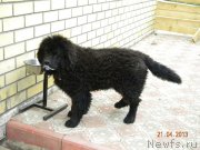 Превью фото № 122723