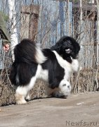 Превью фото № 122729