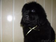 Превью фото № 122735