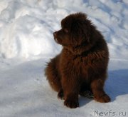 Превью фото № 122890