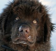 Превью фото № 122897