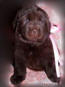 Превью фото № 122931