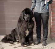 Превью фото № 123010