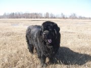 Превью фото № 123021