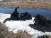 Превью фото № 123023