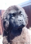 Превью фото № 123035