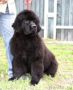 Превью фото № 123047