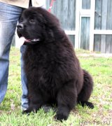 Превью фото № 123048