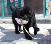 Превью фото № 123077