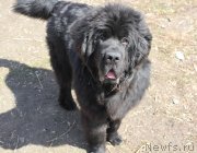 Превью фото № 123079