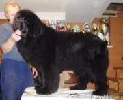 Превью фото № 123082