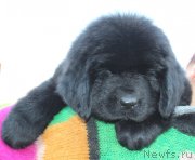 Превью фото № 123085