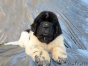 Превью фото № 123094