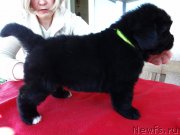 Превью фото № 123156