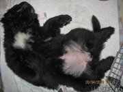 Превью фото № 123224