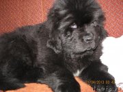 Превью фото № 123225