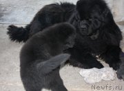 Превью фото № 123228