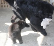 Превью фото № 123231