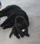 Превью фото № 123233