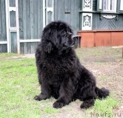 Превью фото № 123259