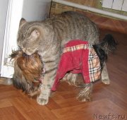 Превью фото № 123261