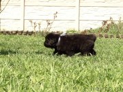 Превью фото № 123283