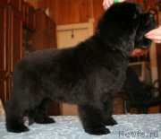 Превью фото № 123367