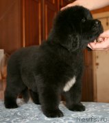 Превью фото № 123373