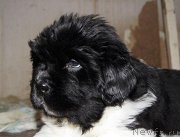 Превью фото № 123377