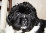 Превью фото № 123379