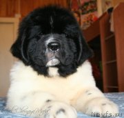 Превью фото № 123383