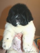 Превью фото № 123384