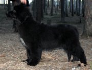 Превью фото № 123398