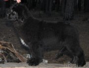 Превью фото № 123399