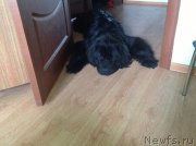 Превью фото № 123412