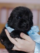 Превью фото № 123470