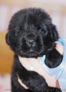 Превью фото № 123472