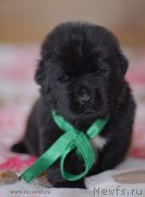 Превью фото № 123473