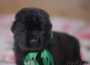 Превью фото № 123474