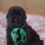 Превью фото № 123475