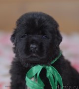 Превью фото № 123476