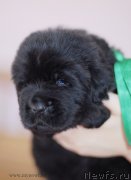 Превью фото № 123479