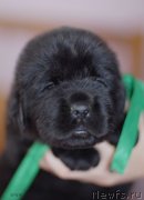 Превью фото № 123482