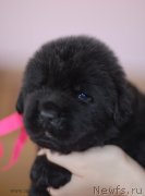 Превью фото № 123494