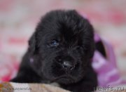 Превью фото № 123496