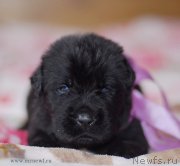 Превью фото № 123497